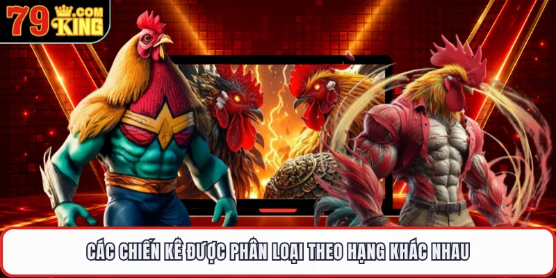 Các chiến kê được phân loại theo hạng khác nhau