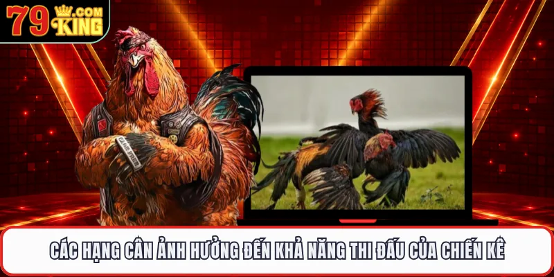 Các hạng cân ảnh hưởng đến khả năng thi đấu của chiến kê